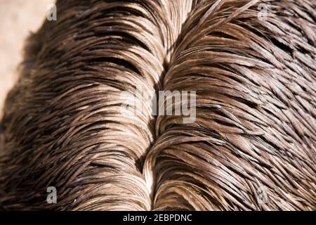 Nahaufnahme von Federn auf emu Rücken. Emu flugloser Vogel in australien. Stockfoto