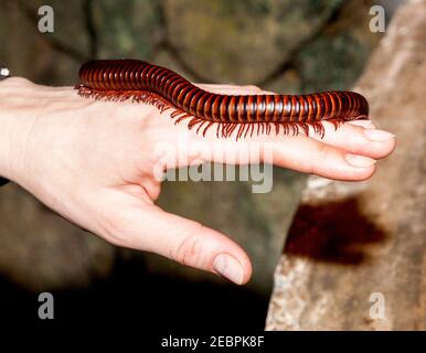 Milllipedenwurm hat viele Beine Stockfoto