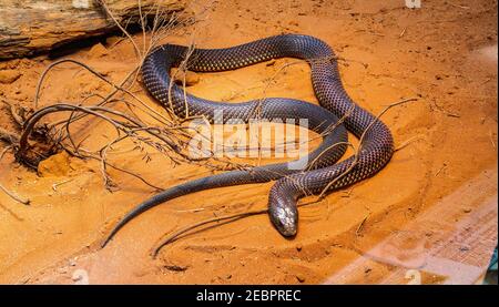 Er König braune Schlange (ich glaube) (Pseudechis australis) ist eine Art von hoch giftigen Schlange der Familie Elapadae, beheimatet in Nord-, West-, und Stockfoto
