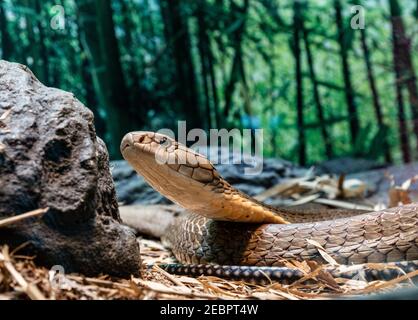 Die Königskobra (Ophiophagus hannah) ist ein großer elapid endemisch in Wäldern von Indien bis Südostasien. Es wird durch die Zerstörung des Lebensraums und bedroht Stockfoto