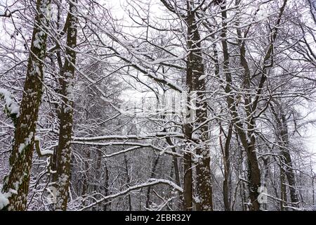 Nach einem Wintersturm verschneite Äste Stockfoto