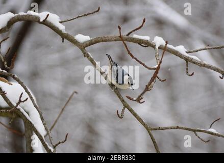 Weißreiher-Nuthatch, der nach einem Schneesturm auf dem Baum steht Stockfoto