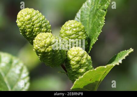 Makro von grünen unreifen Erle catkin Kegel Stockfoto