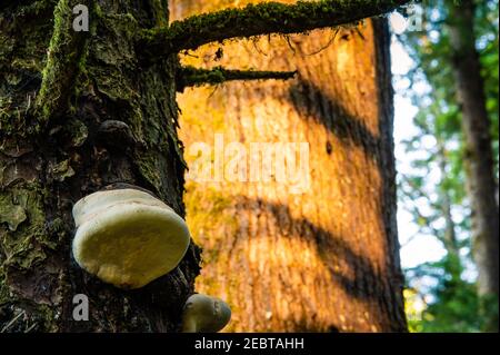 Weißer Pilz wächst auf Baum Stockfoto