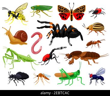 Cartoon-Insekten. Holz und Garten niedliche Insekten, Schmetterling, Raupe, Spinne, Marienkäfer und Wespe. Bugs Insekten Maskottchen Vektor Illustration Set Stock Vektor