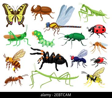 Cartoon-Insekten. Schmetterling, Käfer, Spinne, Marienkäfer und Raupe, Wildwald Entomologie Insekten. Nette Natur Wildtiere Insekten Vektor-Illustration Stock Vektor