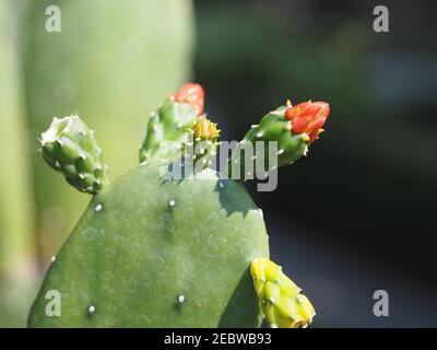 Kaktusfeige, Opuntia Opuntieae, Opuntia stricta grüne Blätter, rote Blume blüht im Garten auf verschwommenem Naturhintergrund, Kaktusbaum Stockfoto