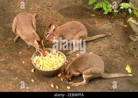 Rothalswallaby auch bekannt als Bennett's Wallaby, der Früchte isst. Kleine Kangaroo Stockfoto