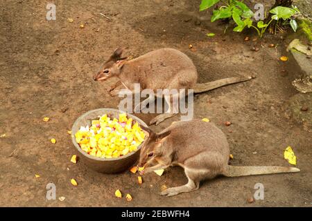 Rothalswallaby auch bekannt als Bennett's Wallaby, der Früchte isst. Kleine Kangaroo Stockfoto