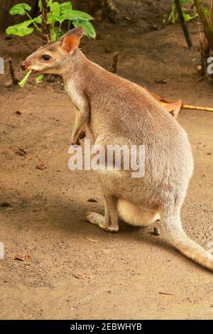 Rot-Hals Wallaby seitwärts Schuss. Bennetts wallaby Macropus rufograiseus ist ein mittelgroßer Macropod marsupial, häufig in den gemäßigten Stockfoto