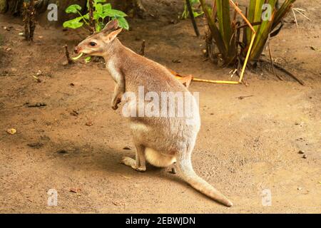 Rot-Hals Wallaby seitwärts Schuss. Bennetts wallaby Macropus rufograiseus ist ein mittelgroßer Macropod marsupial, häufig in den gemäßigten Stockfoto