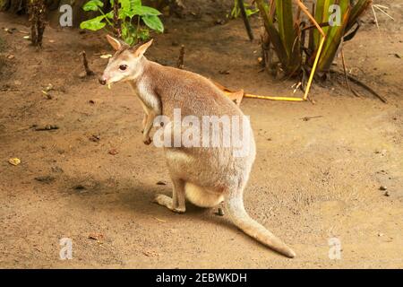 Rot-Hals Wallaby seitwärts Schuss. Bennetts wallaby Macropus rufograiseus ist ein mittelgroßer Macropod marsupial, häufig in den gemäßigten Stockfoto