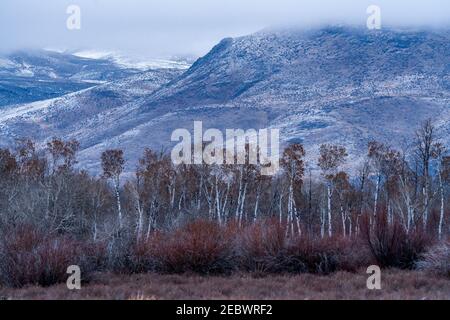 USA, Idaho, Bellevue, Landschaft mit Wald und verschneiten Hügeln Stockfoto