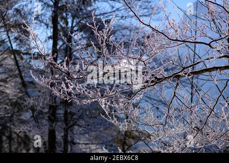 Morgendlicher Frost auf den Bäumen nahe am almsee auf einem Sehr kalter Tag im februar Stockfoto