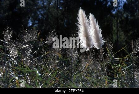 PAMPASGRAS (CORTADERIA SELLOANA) WÄCHST WILD IN EINEM FELD ZWISCHEN ANDEREN GRÄSERN, SÜDAUSTRALIEN. Stockfoto