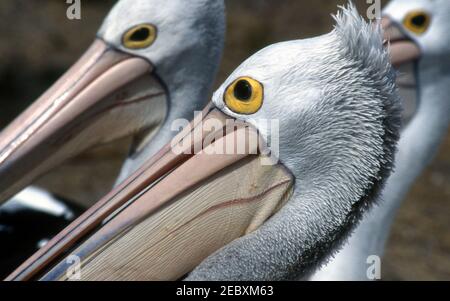 NAHAUFNAHME VON PELIKANEN, WESTERN AUSTRALIA Stockfoto