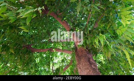 Unterer Schuss von Saraca oder Ashoka Baum mit schattenspendem Baum in der Nähe. Pflanze der Unterfamilie Detarioideae. Stockfoto