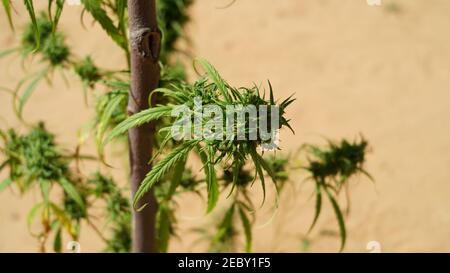 Hindu Kush spezielle Sorte von Marihuana Blume mit gealterten grünen Blüten. Blühende Marihuanapflanze mit frühen weißen Blüten, Cannabis Sativa Blätter. Stockfoto