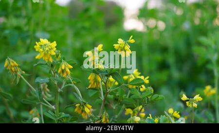 Gelbe Pflanze der Bockshornklee Pflanze im Feld. Grüne Bockshornklee oder Methi Pflanze blüht mit gelben Blume. Frische Grüne Fenckshornkleeblätter. Stockfoto