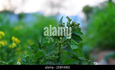 Chenopodium berlandieri oder Pitseed Goosefoot Pflanze Blätter mit attraktiven grünen Blättern. Schöne Bhabra Pflanze Blätter verwendet in Gemüse. Stockfoto