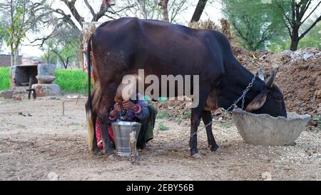 Junge Frau melkt von der Kuh. Indische Frau Melken von schwarzer Kuh von Hand in Stahl Eimer. Milchprodukte und Tierleben Konzept. Stockfoto