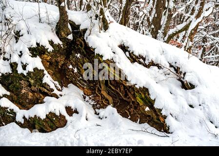 Winterlandschaft im Szalajka Tal Ungarn. Erstaunliche Landschaft im Nationalpark Bukk in der Nähe von Miskolc Stadt. Neben Lillafiured Stadt. Wunderschöne Aussicht Th Stockfoto