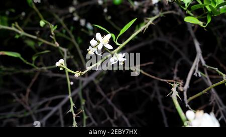 Weiße Blüten an den Zweigen der Zitronenpflanze. Blume in Frucht Transformation Stadium und Vorbereitung auf chang in Frucht. Nachtaufnahme. Stockfoto