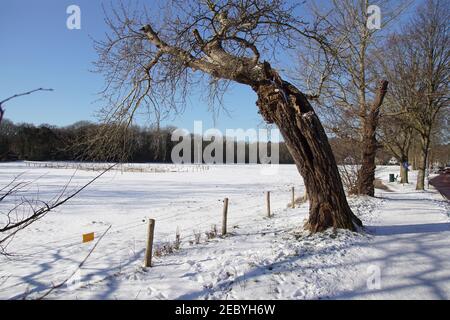 Wiese in der Nähe des niederländischen Dorfes Bergen mit Stacheldraht und einem alten Baum im Schnee im Winter. In der Ferne ein Storchennest und ein Wald. Niederlande Stockfoto