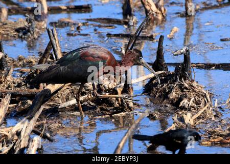 Glossy ibis, Plegadis falcinellus Stockfoto