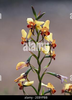 Winter Donkey Orchid (Diuris brumalis), Perth, Australien Stockfoto