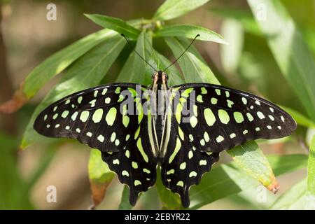 Schwanzhäy Schmetterling, Graphium agamemnon Stockfoto