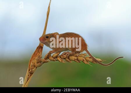Zwergmaus Micromys minutus Stockfoto