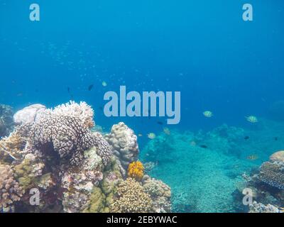 Weiße Korallen auf tropischem Meeresgrund. Blaues Meerwasser und Korallenriff. Korallenrifftiere. Exotische Insel Lagune Schnorcheln und Tauchen. Tropische Küste U Stockfoto