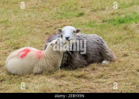 Herdwick Schafe mit Lamm im Lake District, Cumbria Stockfoto