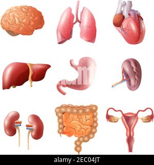 Verschiedene flache menschliche Organe mit Gehirn Herz Lunge Magen eingestellt Eingeweide Nieren isoliert auf weißem Hintergrund Vektor-Illustration Stock Vektor