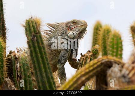 Grüner Leguan, Iguana iguana Stockfoto