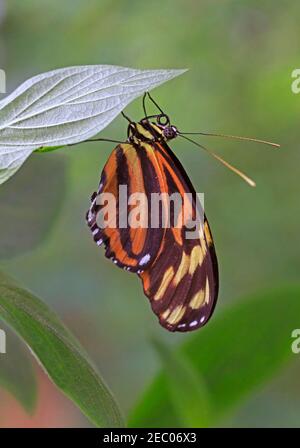 Ismenius Tiger, Heliconius ismenius Stockfoto