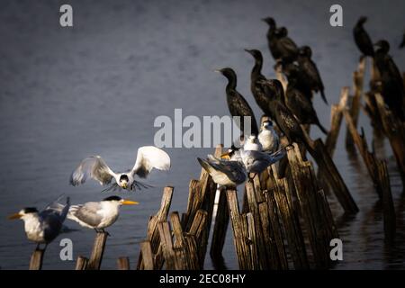 Haubenschwalbe, die auf alten hölzernen Steg-Pylonen landet. Belvidere Bunbury Western Australia Stockfoto