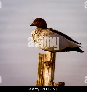 Australische Holzente (bemannte Ente), die auf einem alten Pfosten über Wasser steht. Belvidere, Westaustralien Stockfoto