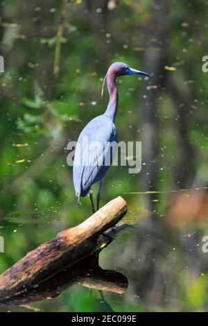 Little Blue Heron, Egretta caerulea im Brazos Bend State Park, Texas Stockfoto