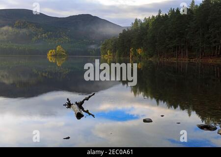 Morgenlicht am Loch an Eilein, Rothiemurchus Forest, Cairngorms, Scottish Highlands Stockfoto