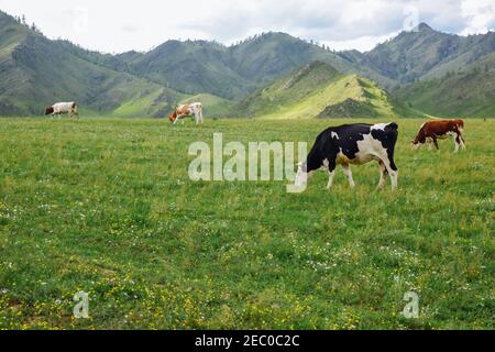 Die Bio-Milchherde grast in natürlichen Wiesen in den Bergen verschiedenfarbige Kühe und Stiere auf einer schönen Alm, naturbelassenem Ackerland Stockfoto