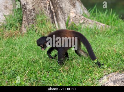 Mexikanischer Spinnenaffe, Ateles geoffroyi vellerosus, im Gras fressen Stockfoto