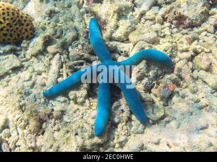 Blauer Seesterne auf Meeresgrund. Seeszene blauer Seesterne. Sternfisch am Meeresufer Unterwasserfoto. Banner-Vorlage für tropisches Schnorcheln. Meeresfauna. Mär Stockfoto