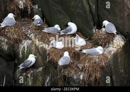 Kittiwakes, Rissa tridactyla, nistet auf einer Klippe in Farne Islands, Northumberland. Der Vogel oben rechts ist bei 3 Küken. Stockfoto