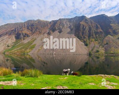 Herdwick Schafe grasen über wast Wasser mit dem berühmten Wastwater Geröllchen im Hintergrund Stockfoto