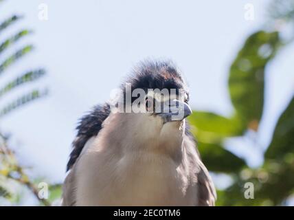 Schwarz-gekrönter Nachtreiher (Nycticorax Nycticorax) Stockfoto