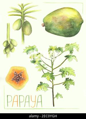Papaya Obst und Baum botanische Illustration. Handgezeichnete Papaya Pflanzenvegetation. Papaya Frucht wachsen auf Baumstamm. Exotische Pflanzenzeichnung. Tropischer Garten Stockfoto