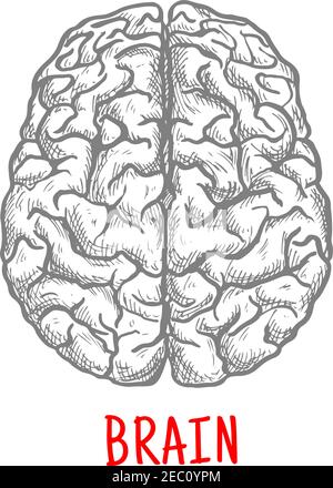 Skizze des menschlichen Gehirns mit Draufsicht auf beide Hemisphären der Großhirnrinde. Medizin, Bildung oder Brainstorming Themen Stock Vektor