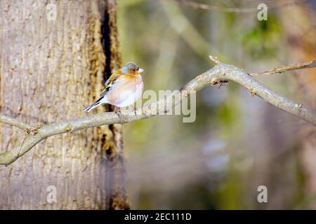 Gemeiner Buchfink (Fringilla coelebs), der auf dem Ast steht. Lange Erlen, Kanton Basel, Schweiz. Stockfoto